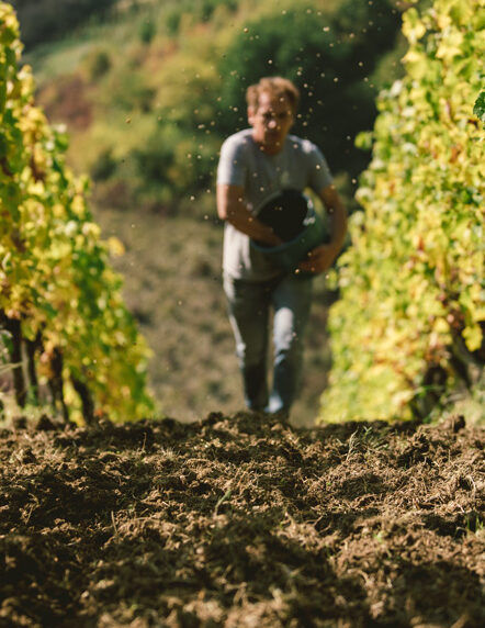 Vineyard in autumn with a winemaker walking between the rows